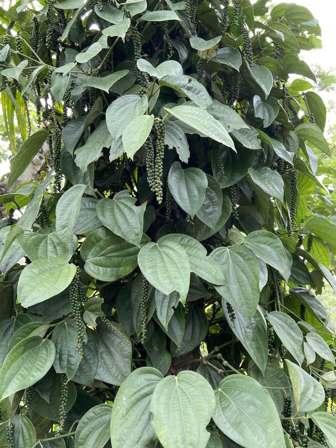 Pepperin plantation