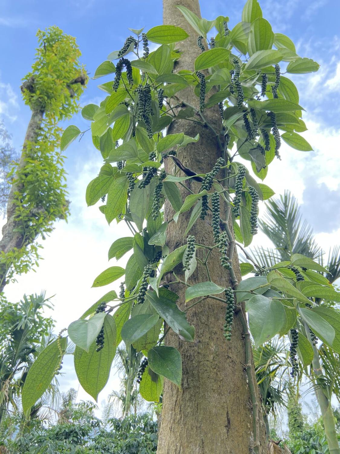 Pepperin plantation