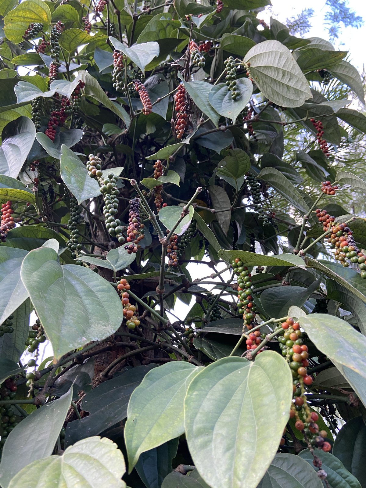 Pepperin plantation