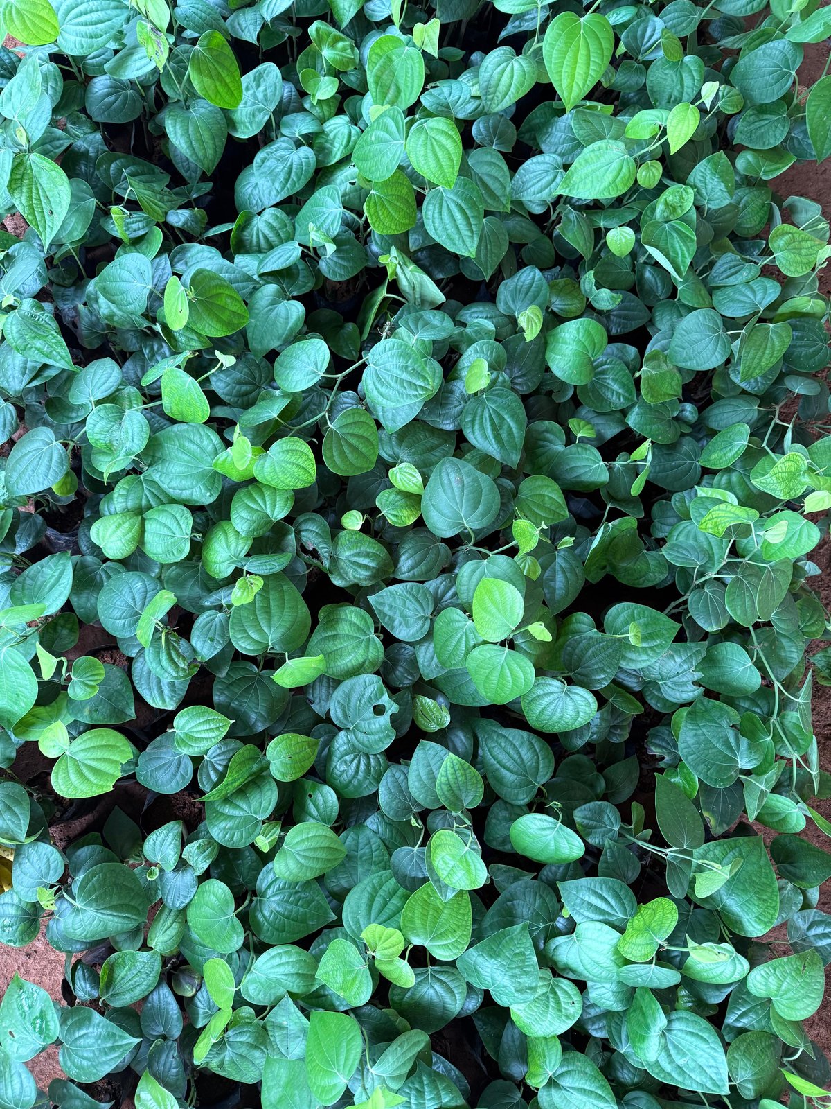 Pepperin plantation