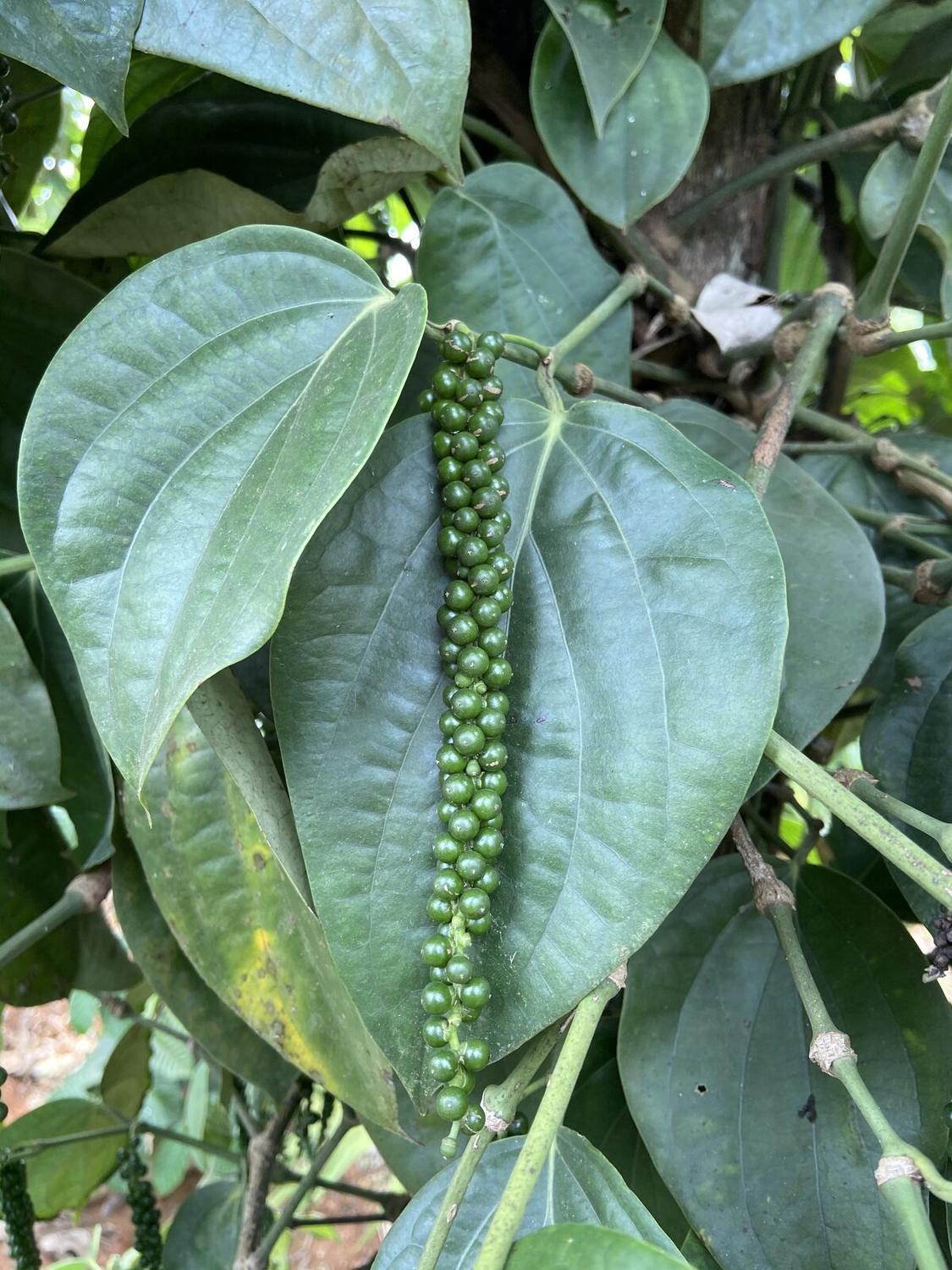Pepperin plantation