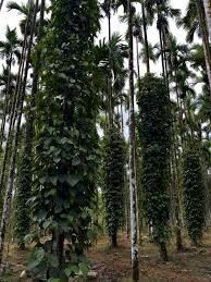 Grown under indigenous shade, no monoculture