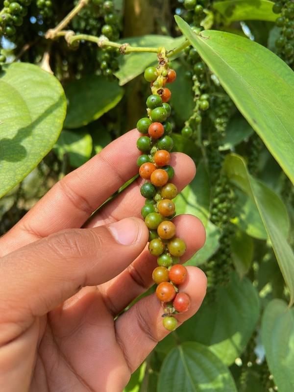 Berries ripen unevenly along the spike, hand-checked